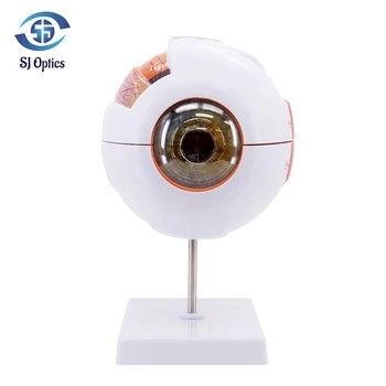Göz küresi Modeli Anatomik Göz Modeli Tıbbi Öğrenme Ve Öğretim Aracı Tıp Bilimi Öğretim Kaynakları Göz Kapağı 6 kez